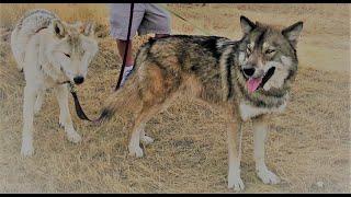 Getting Wolfdogs Through a Heatwave This is What We did