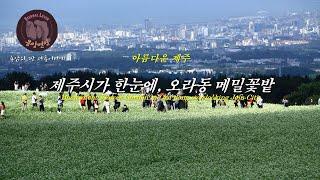 아름다운 제주  -제주시가 한눈에, 오라동 메밀꽃밭/A Buckwheat Flower Garden in Ora-dong overlooking Jeju City-