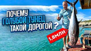 Почему Голубой Тунец Такой дорогой ?