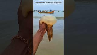 saved most venomous big jellyfish|| #shorts #jellyfish #sea #trendingshorts #Dhana51seavlogs