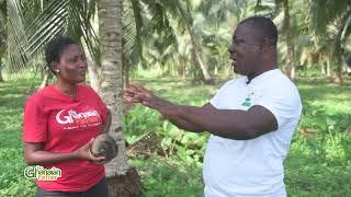 Surprising: How A Ghanaian Doctor Turned Farmer Makes GH¢30k Profits Monthly From Sales Of Coconut