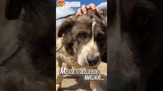Мечта плюшевого мишки... | Сэм #приют #животные #помощь #собака #ищудом #омскиехвостики