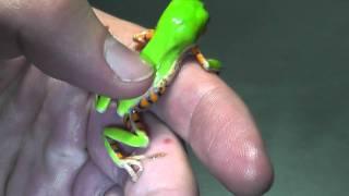 [snakeway.org] Phyllomedusa hypochondrialis / monkey tree frog