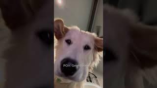 Curious Dog Stares At Camera | From The VAULT