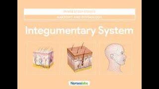 Integumentary System Part 3