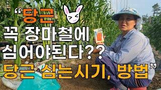 당근 꼭 장마철에 심어라? 심는시기 심는방법 - Carrot sowing