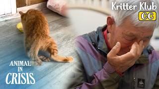 Wild Animal Attack Paralyzed Kitten's Legs... l Animal in Crisis Ep 444