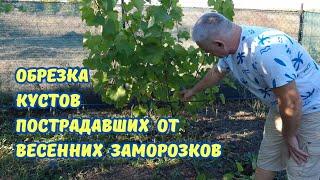 Виноград плохо восстановился после заморозков.Обрезка,Формировка,Укладка.