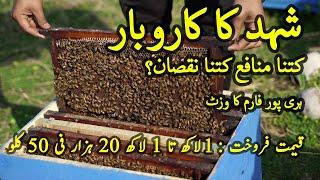 Honey Bee Farming In Pakistan | How to Do Bee Farming Business in Pakistan| A Success Story