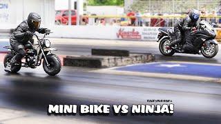 MINI BIKE RACES NINJA! COLEMAN RT200 VS '16 KAWASAKI NINJA ZX14R ABS! BYRON DRAGWAY!