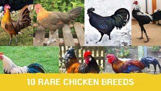 10 Rare Chicken Breeds in the World