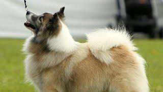 The Icelandic sheepdog