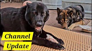 Channel Update & My Dogs Eating RAW Fish