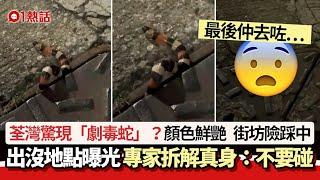 荃灣驚現「劇毒蛇」？街坊險踩中驚呼　專家拆解真身警告：不要碰｜01熱話｜蛇｜荃灣