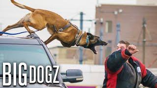 Belgian Malinois - The Guard Dogs Trained To Military Standards | BIG DOGZ