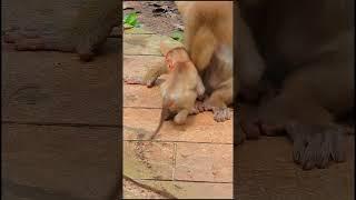 Luno: Growing Up Different 37 #shorts #cute#Monkeys#animals