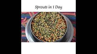 Diy | Sprout Pulses/Lentils | Sprout Process at Home in 1 day | Grow Sprouts - 24 Hours