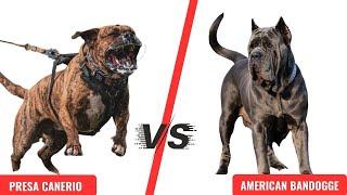 DOG KILLERS? - PRESA CANERIO Vs AMERICAN BANDOGGE