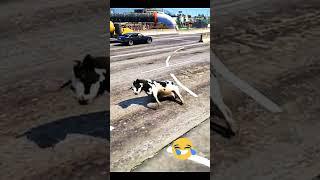 COW Shorts  Cow  Accident// LA Vaca Lola? #viralshorts #cow #lavacalola  #trending #reactionvideo