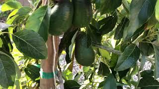 Sir Prize avocado tree fruit set and early flowering update