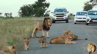 Lets Follow The Most Famous Lion Pride In Kruger National Park