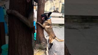 Belgian Malinois Training #dog #malinois #shorts #k9 #funny #viral #training #pets #puppy