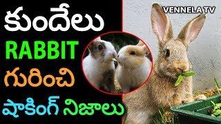 Interesting Facts About Rabbits | కుందేళ్ల గురించి ఆసక్తికరమైన విషయాలు | VENNELA TV