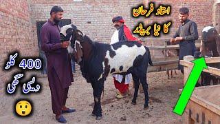 New Breeders Of Farhan Gujjar Bhai - Goat Life Line - Ustad Farhan Gujjar