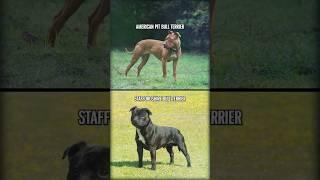 American Pit Bull Terrier vs. Staffordshire Bull Terrier #shorts