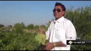 Iran Grapes harvest, Summer 1398, Cheshmeh-Bid village, Zir-Kuh county انگور روستاي چشمه بيد زيركوه