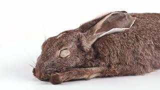 Order Lagomorpha