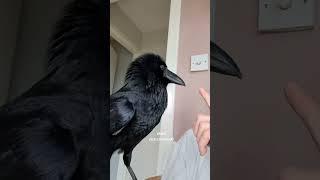 Part 2 Calming an aggravated Ragnar raven.#raven