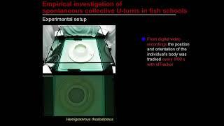 The Dynamics of Social Interactions during Collective U-turns in Fish Schools