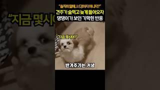 “너까지 그러냐..” 견주가 술먹고 늦게 들어오자..댕댕이가 보인 기막힌 반응