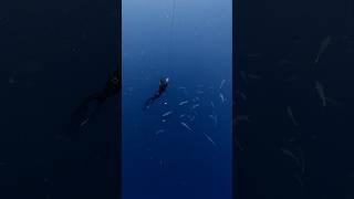 Freediving in Indonesia #freedive #freediving #osmoaction5pro