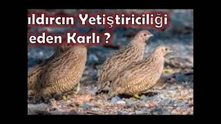 Bıldırcın Yetiştiriciliği Neden Karlı bir iştir