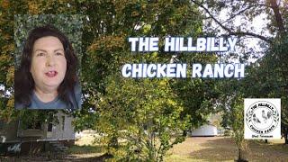 Highlights of The Hillbilly Chicken Ranch #highlights #thehillbillychickenranch