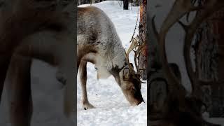 Reindeers in Europe| Caribou in North America