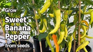 How to Grow Sweet Banana Peppers from Seed in Containers | Easy planting guide