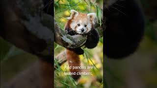 Red Pandas: Inhabitants of the Himalayan Forests