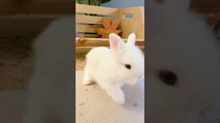 Poor Bunny - Don't leave , I Wanna Stay with You - Episode 1 #cutebunny #funnyvideo  #lovely bunny