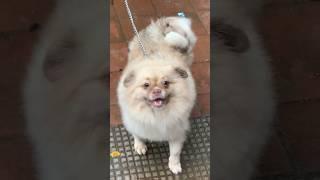 මේ වගේ කෙනෙක් හදන්න ආසද  - Pet Life LK #shorts #pomeranian #srilanka