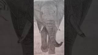 elephant portrait drawing video...cute  animal portrait drawing video...