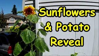 Sunflower Update and a Potato Reveal.