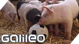 Hier leben die glücklichsten Schweine Deutschlands | Galileo | ProSieben