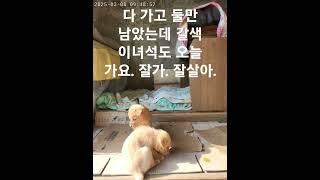 20250308 다 가고 이제 둘만 남았는데, 갈색 아이도 오늘 가요. 모두 잘 살기를 바랍니다. 다행히도 모두 좋은분들이 데려가서 마음이 놓입니다. 모두 건강히 잘 살아야된다.