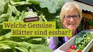 Welche Gemüseblätter sind essbar? Essbares Grün essen statt wegwerfen