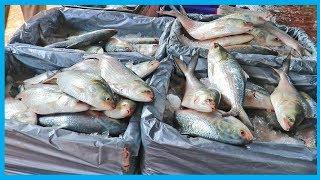 Exclusive Fresh Fish Market Near Me (Part 25) | Fish Corn