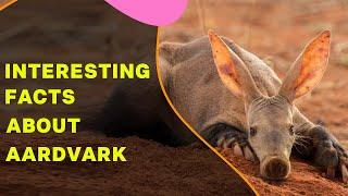 Aardvark Facts: Secret Creatures II Interesting Facts About Aardvarks II South Africa Amazing Animal