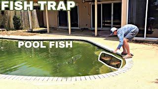 Fish Trap Saves Abandoned Pool Fish!!!